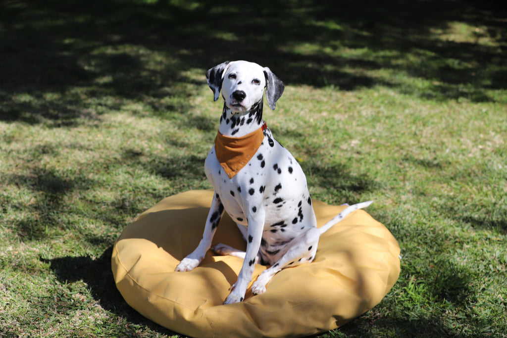 Dog Bed Outdoor Circle – 90cm x 10cm thickness – Yellow Plain Waterproof - Removable Crushed Foam insert - Large - Australian made
