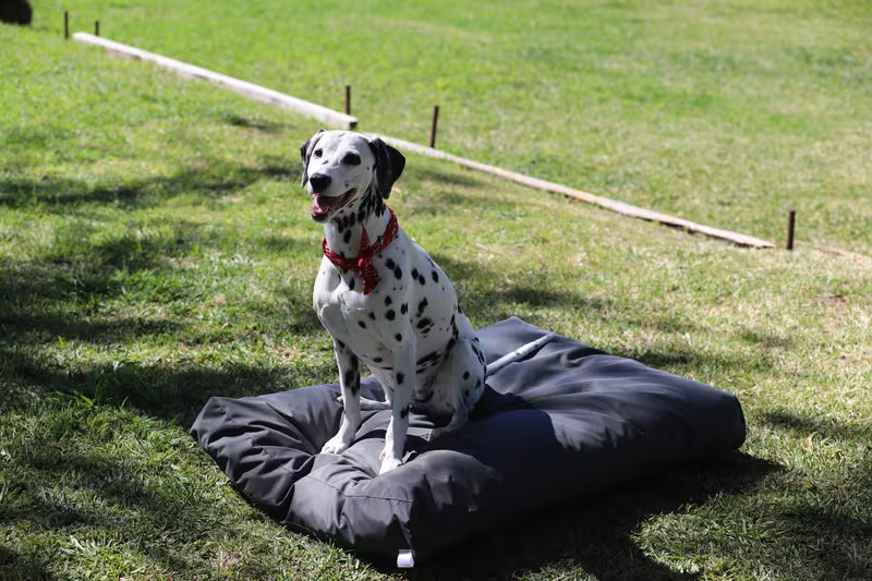 Dog Bed Outdoor Rectangle – 100 x 70 x 10 – Grey Plain Waterproof Crushed Foam Large